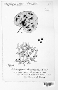 Glenospora melioloides image